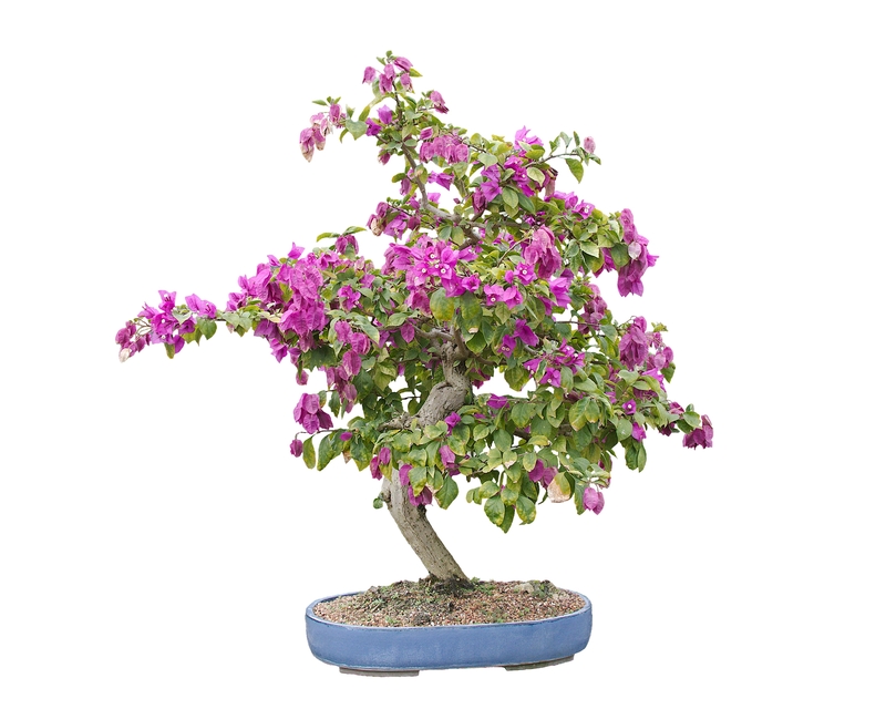 what do bonsai trees symbolize