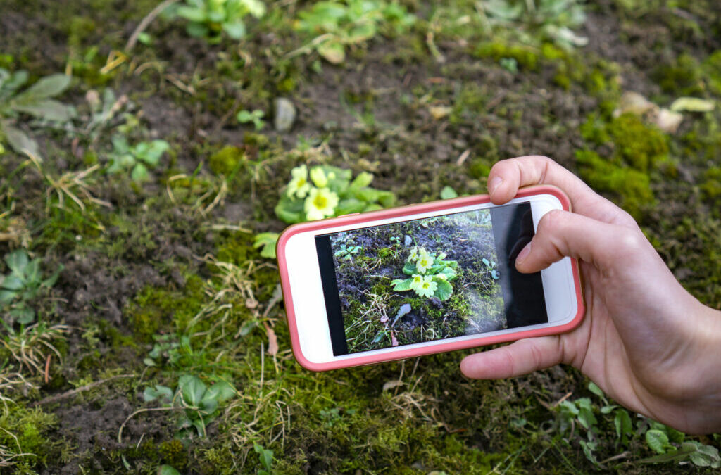Top Apps To Identify Plants To Download