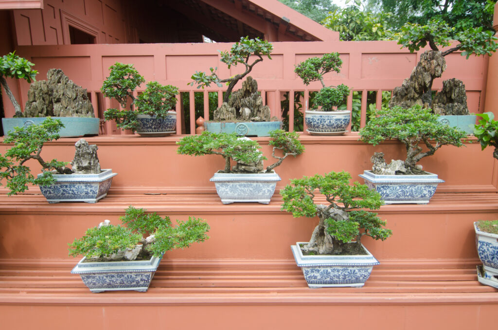 bonsai houseplant