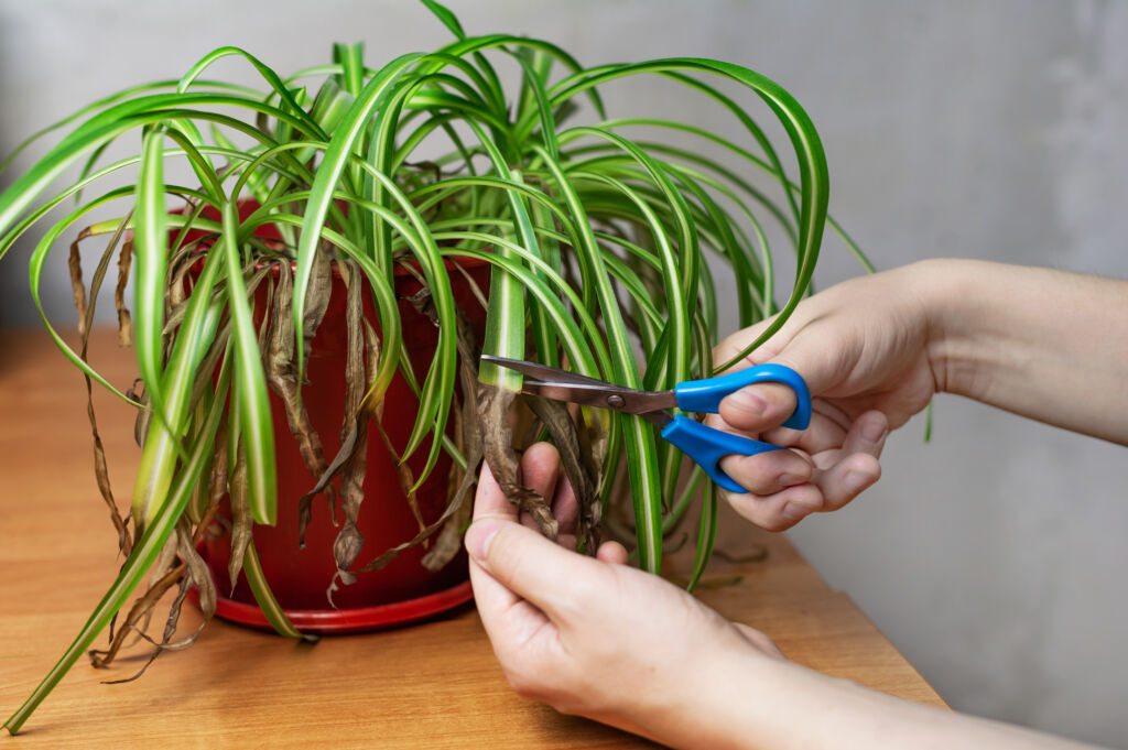 10 Facts about Spider Plant