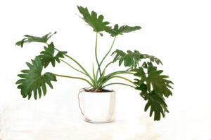 Philodendron Plant -Low light houseplants