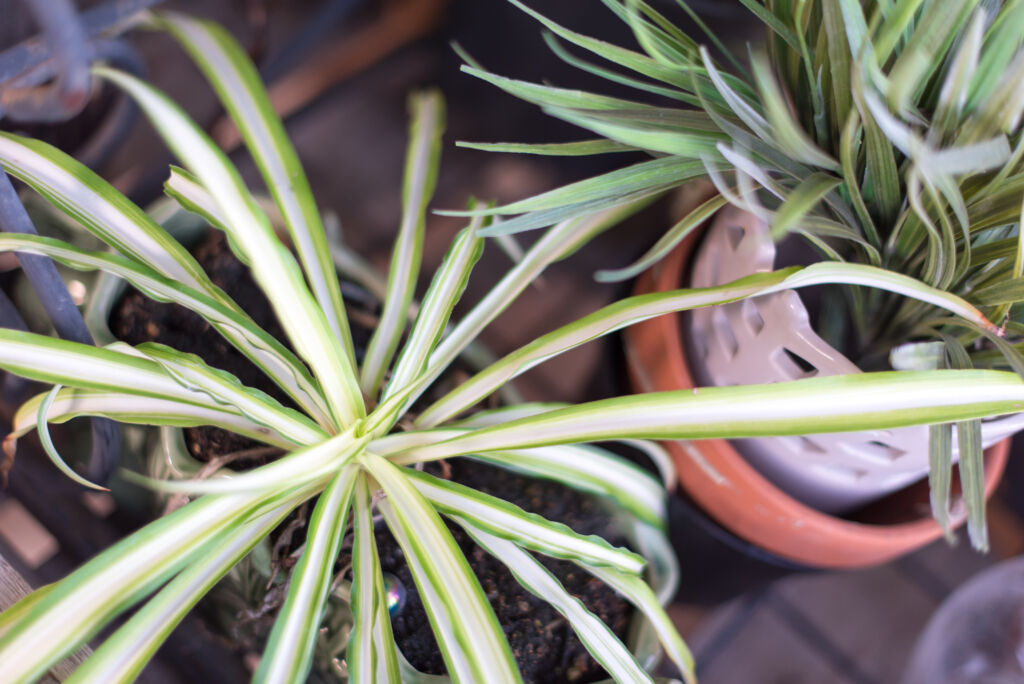 10 Facts about Spider Plant
