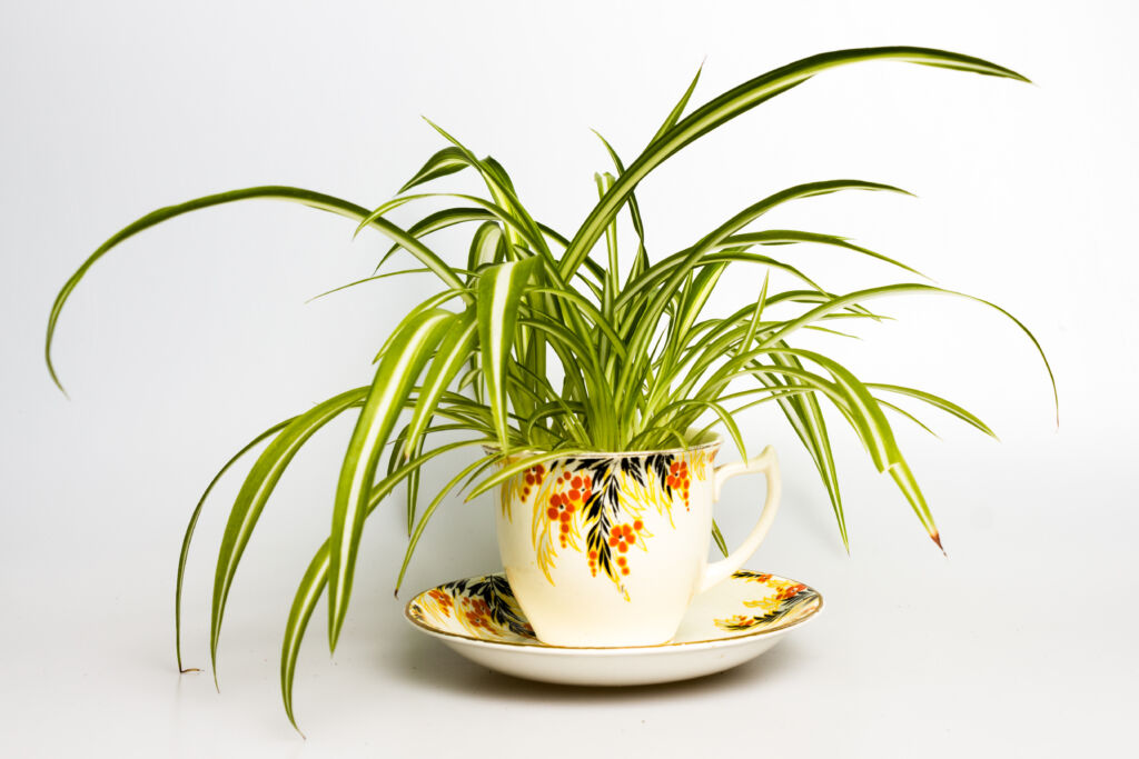 10 Facts About Spider Plants