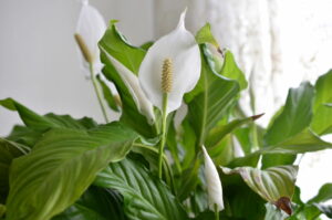 Peace Lily - Low-light houseplants