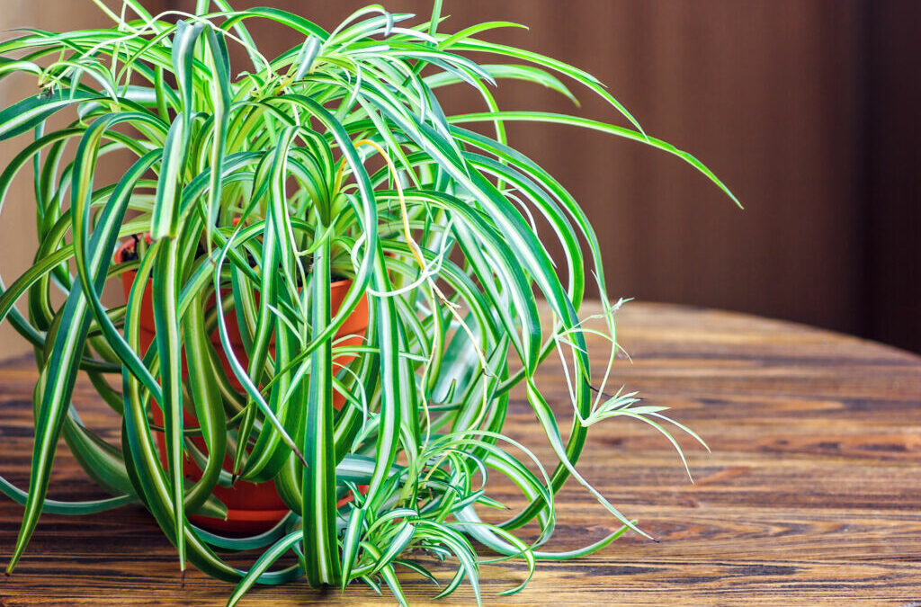 Are Spider Plants Good for Beginners? 10 Fun Facts