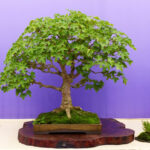 Different styles of bonsai