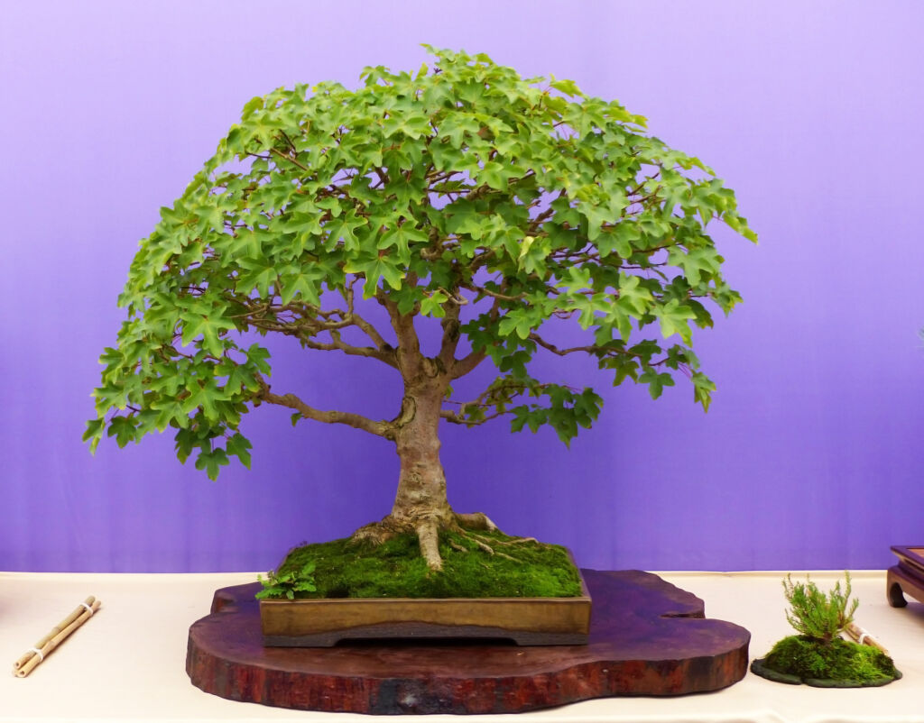 Different styles of bonsai