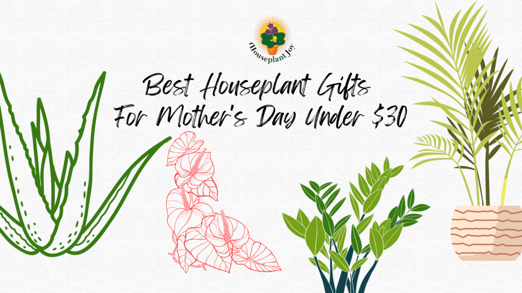 houseplant gifts for mothers day