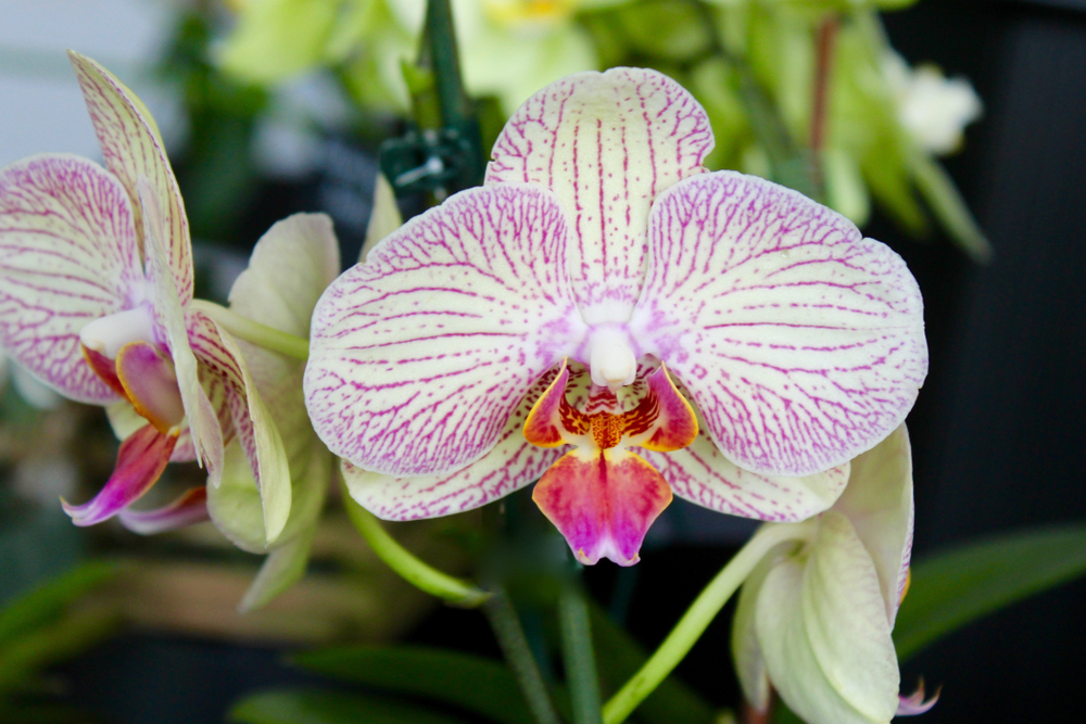 how to make your orchids bloom
