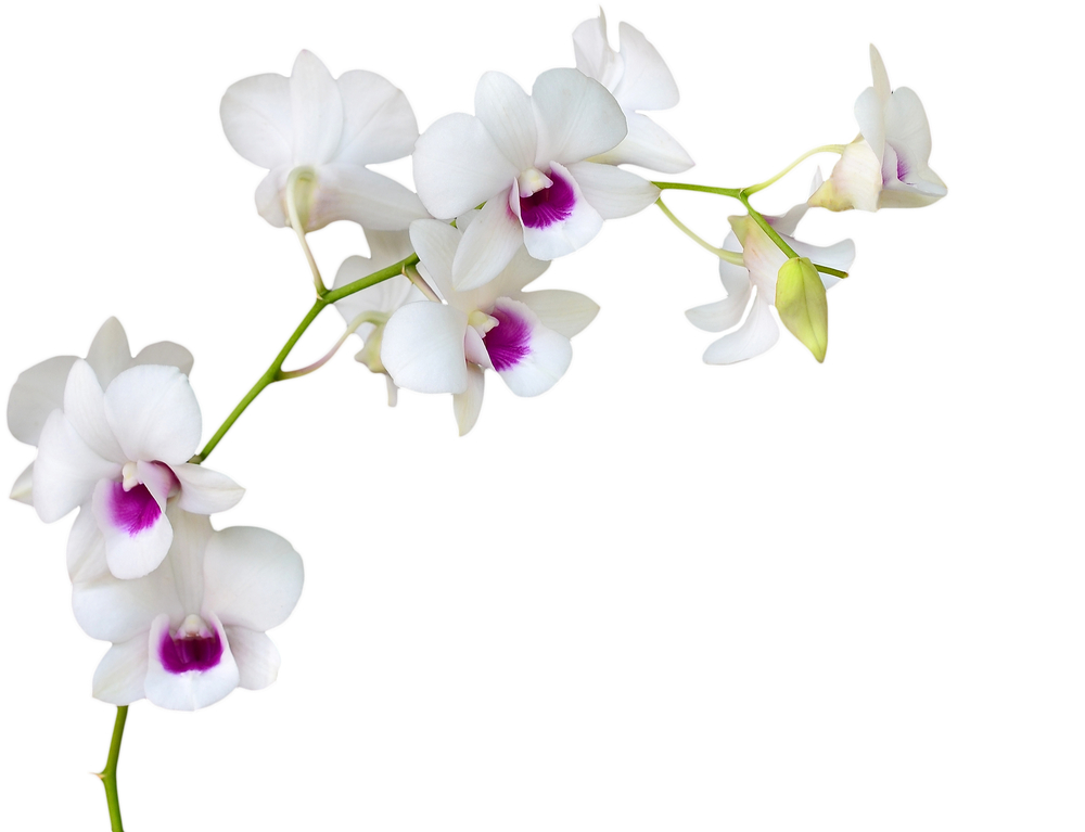 how to make your orchids bloom