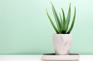 Aloe vera in a white pot
