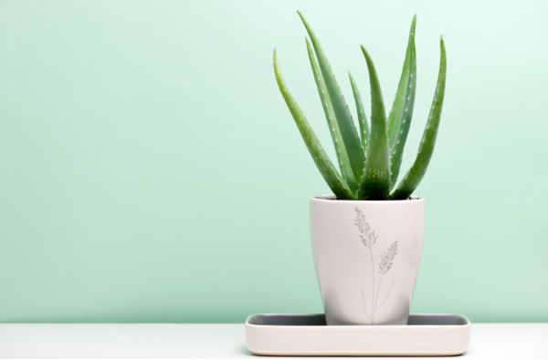 Aloe vera in a white has health benefit of purifying the air in the bedroom