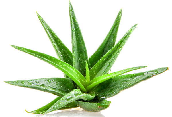 Aloe vera houseplant supports our wellbeing