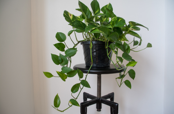 Golden pothos provides health benefits by removing toxic from indoor air