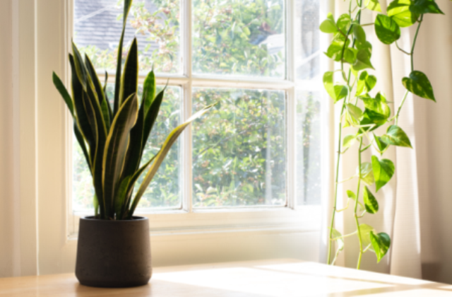 Golden pothos and sansevieria have the health benefit of purifying the air