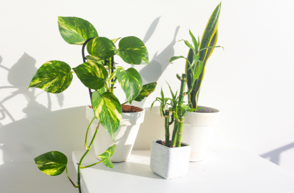 Potted houseplants support wellbeing
