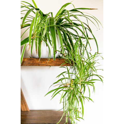 Indoor spider plant