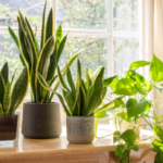 Potted golden pothos and sansevieria houseplants