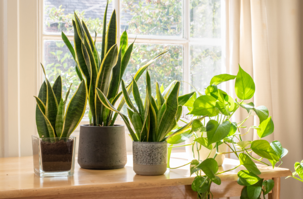 Houseplants Promote Our Wellbeing