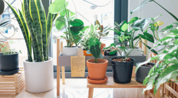 Cluster of houseplants provide valuable health benefits