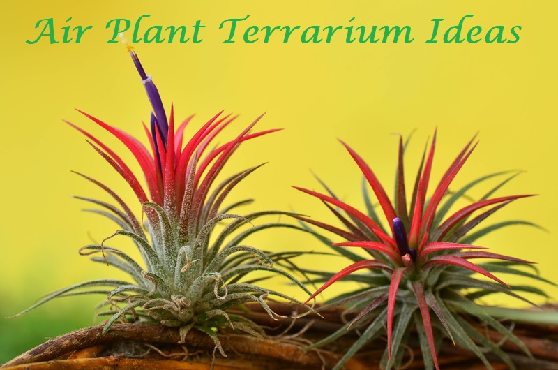 air plant terrarium ideas