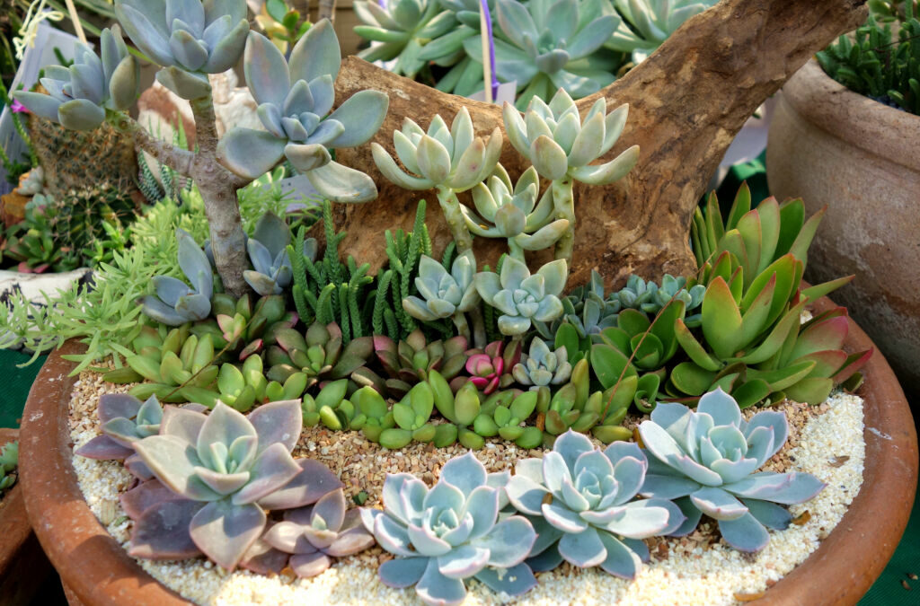 Grow Succulent Bonsai Plants Tips