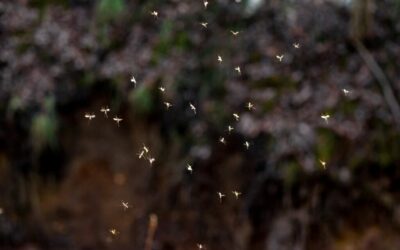 plants that repel flies and mosquitoes