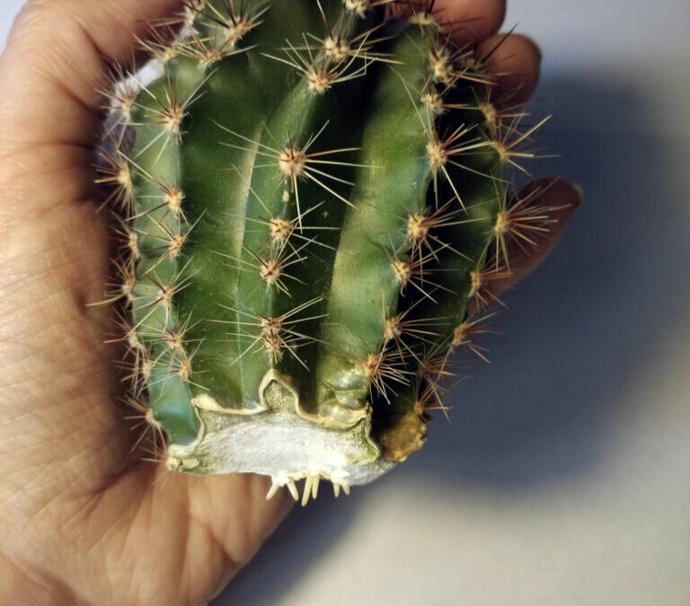 Propagate Cactus From Cutting, Practical Tips