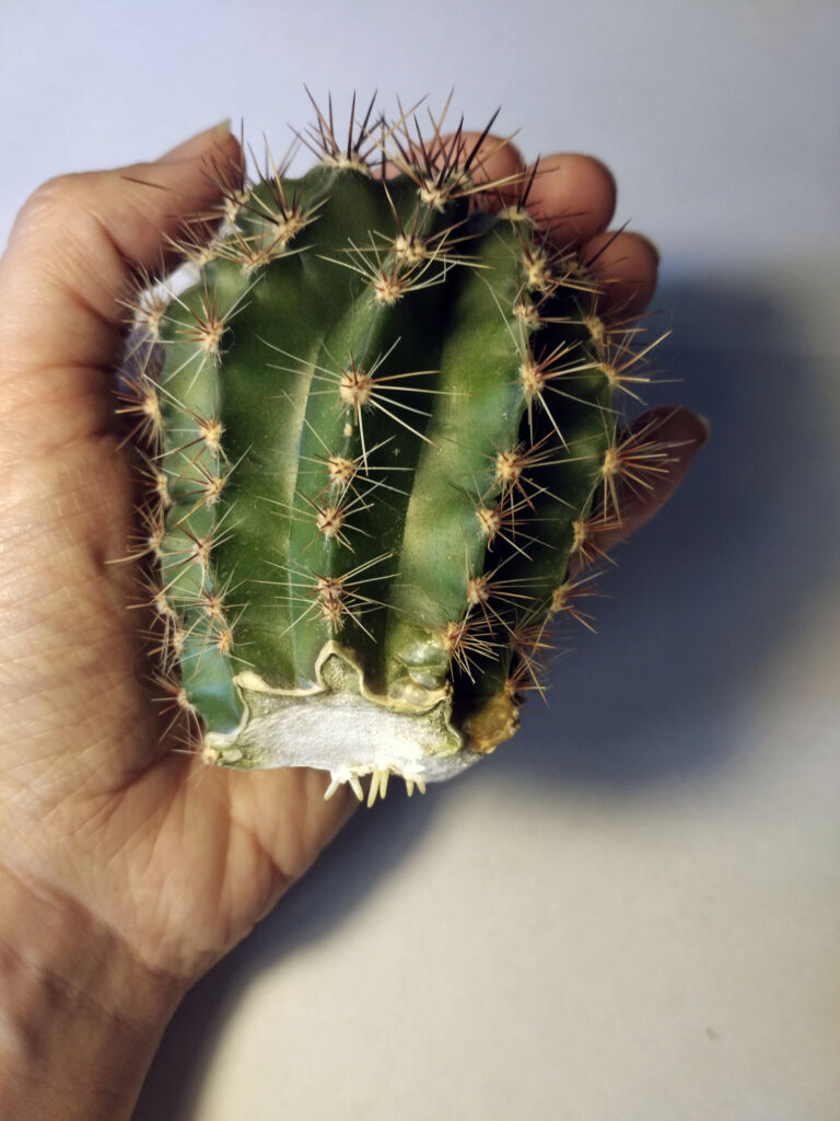 propagate cactus from cutting