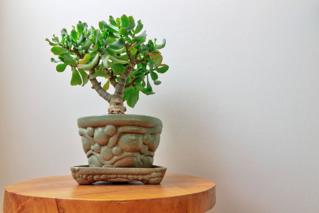 fleshy indoor bonsai