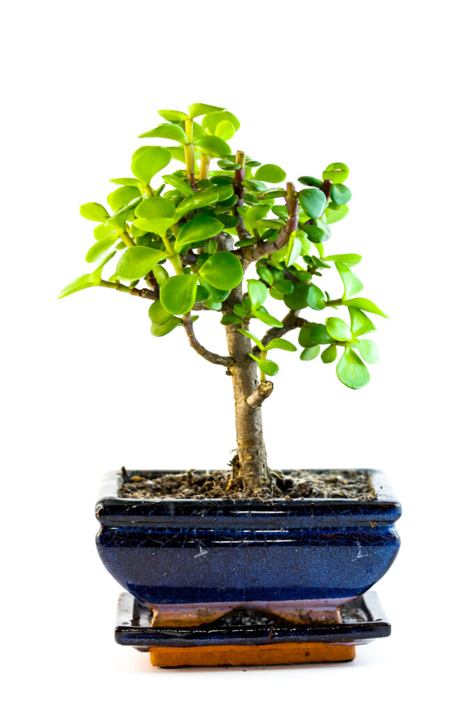 grow succulent bonsai plants