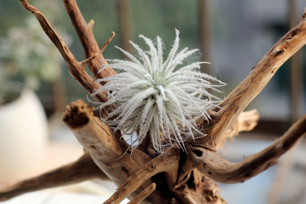 Rock Airplant