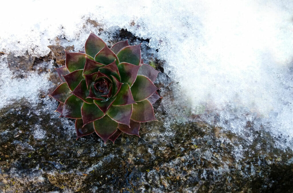How to Care For Succulents in Winter