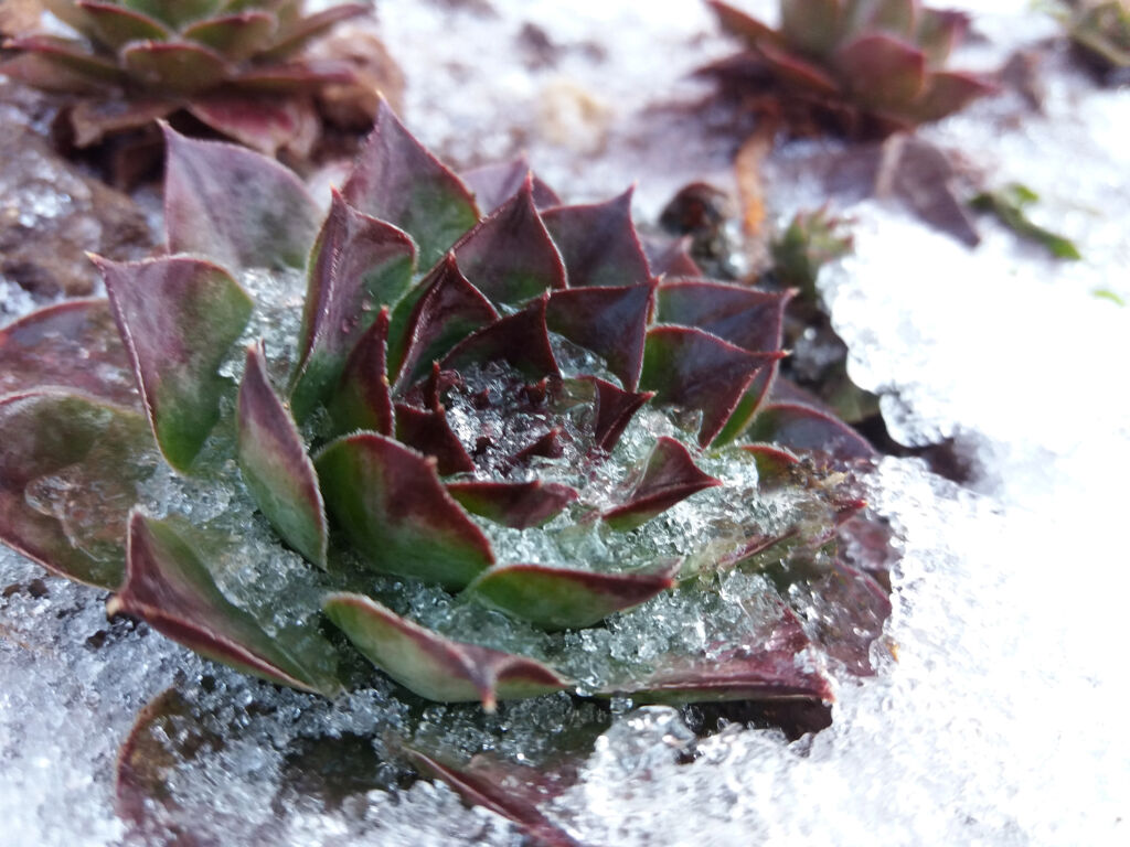 How to Care for Succulents in winter