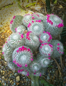 Old Lady Cactus (Mammillaria Hahniana)