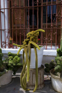 Rattail Cactus (Disocactus Flagelliformis)