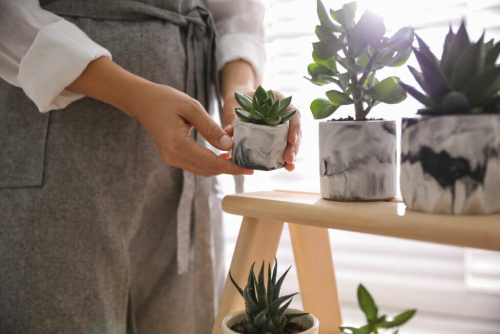 How to Care For Succulents in Winter - HouseplantJoy.com