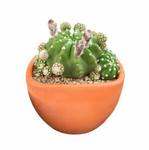 Domino Cactus (Echinopsis Subdenudata)