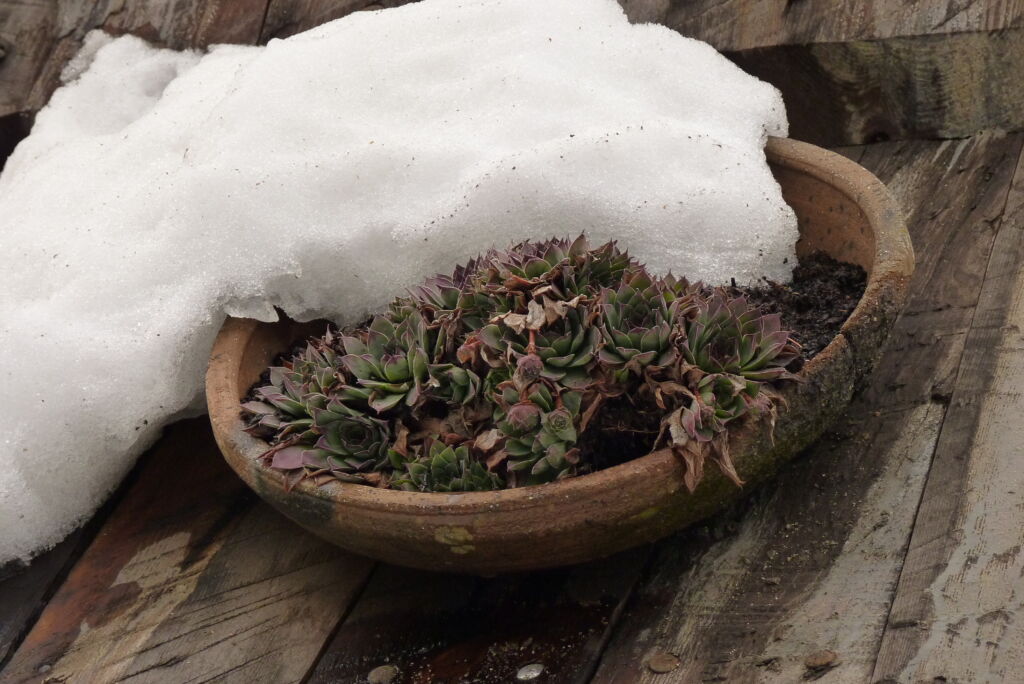 How To Care For Succulents in Winter