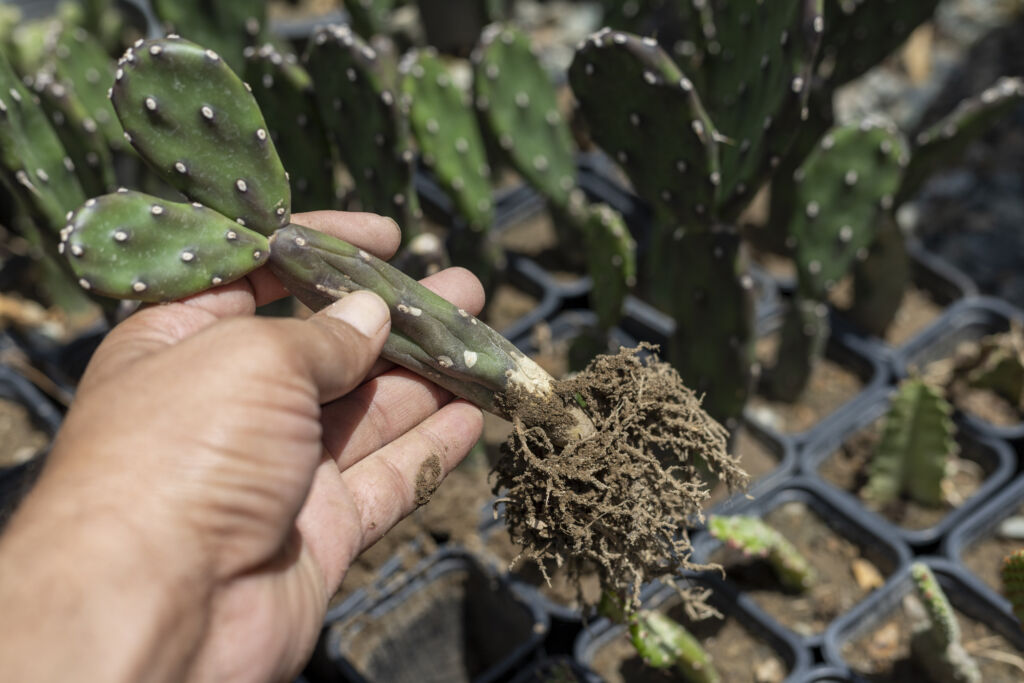 Other Ways Propagate Cactus