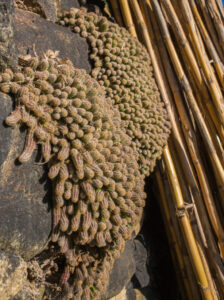 Peanut Cactus (Echinopsis chamaecereus)