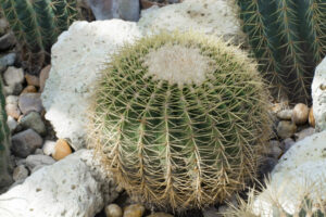 Chin Cactus (Gymnocalycium)