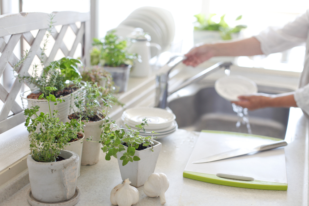 herbs for indoor kitchen plants