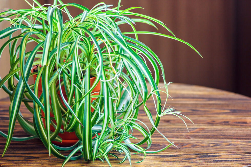 Best Indoor Kitchen Plants