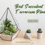 Title-Best Succulent Terrarium Plants