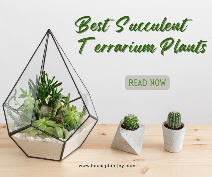 Best Succulent For Terrarium: A Detailed Guide