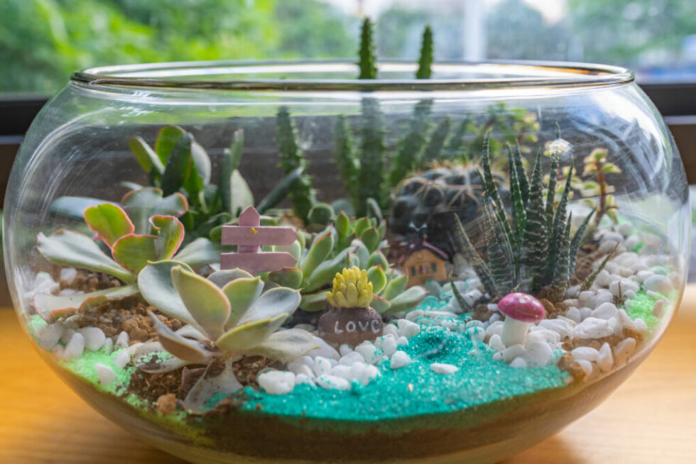 best succulents for a terrarium