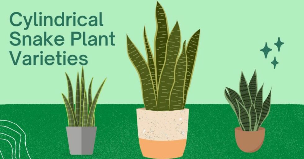 Cylindrical Snake Plant VarietiesBeautiful!