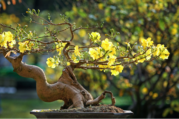 Flowering bonsai trees with yellow blooms