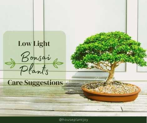 Low Light Bonsai Plants Care Suggestions
